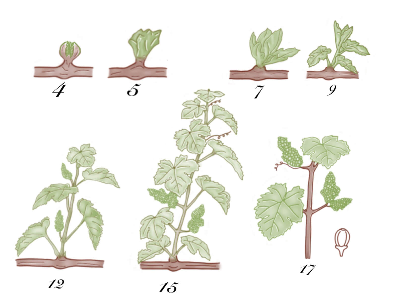 The lifecycle of a grapevine