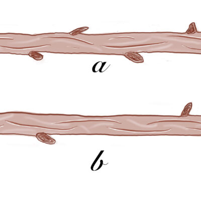Distance between buds
