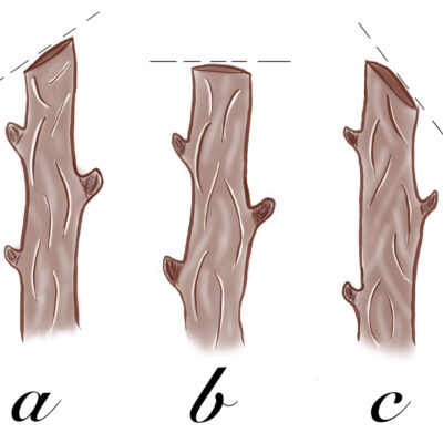 Correct cut