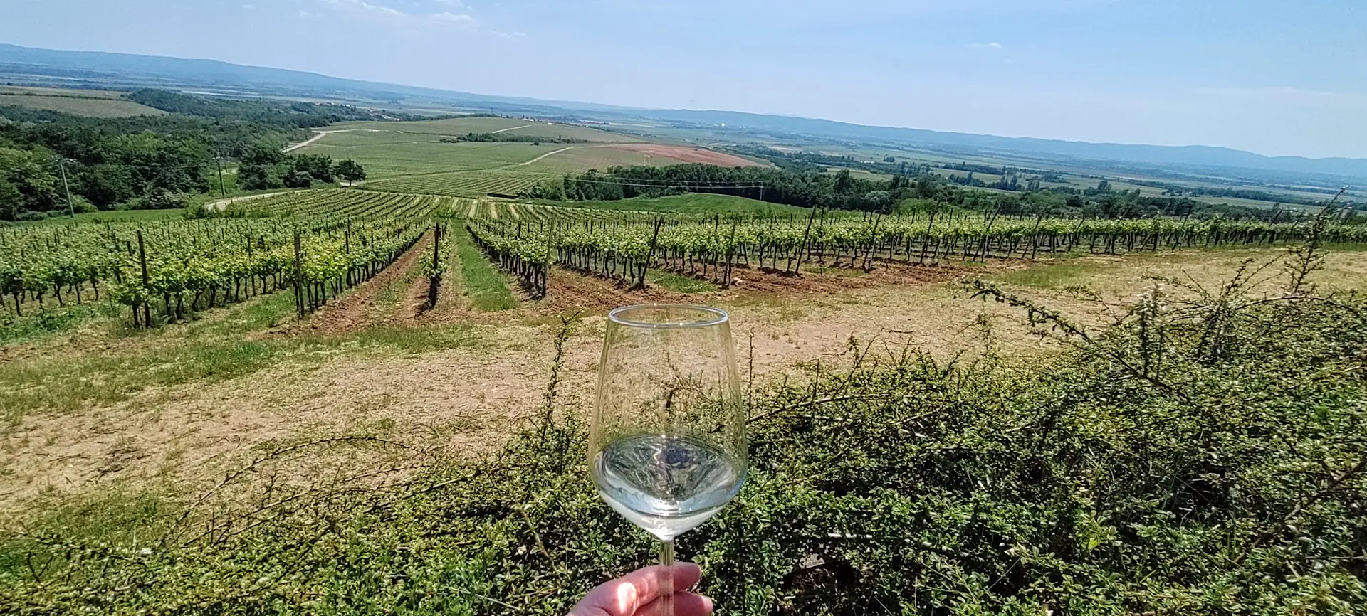 Vineyard on Croatia